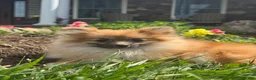 Pomeranian dogs for sale: Penny  - Ad 4