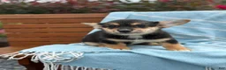 Welsh Corgi Pembroke dogs for sale: Josie - Ad 3