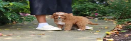 Cavapoo dogs for sale: Gracie - Ad 8