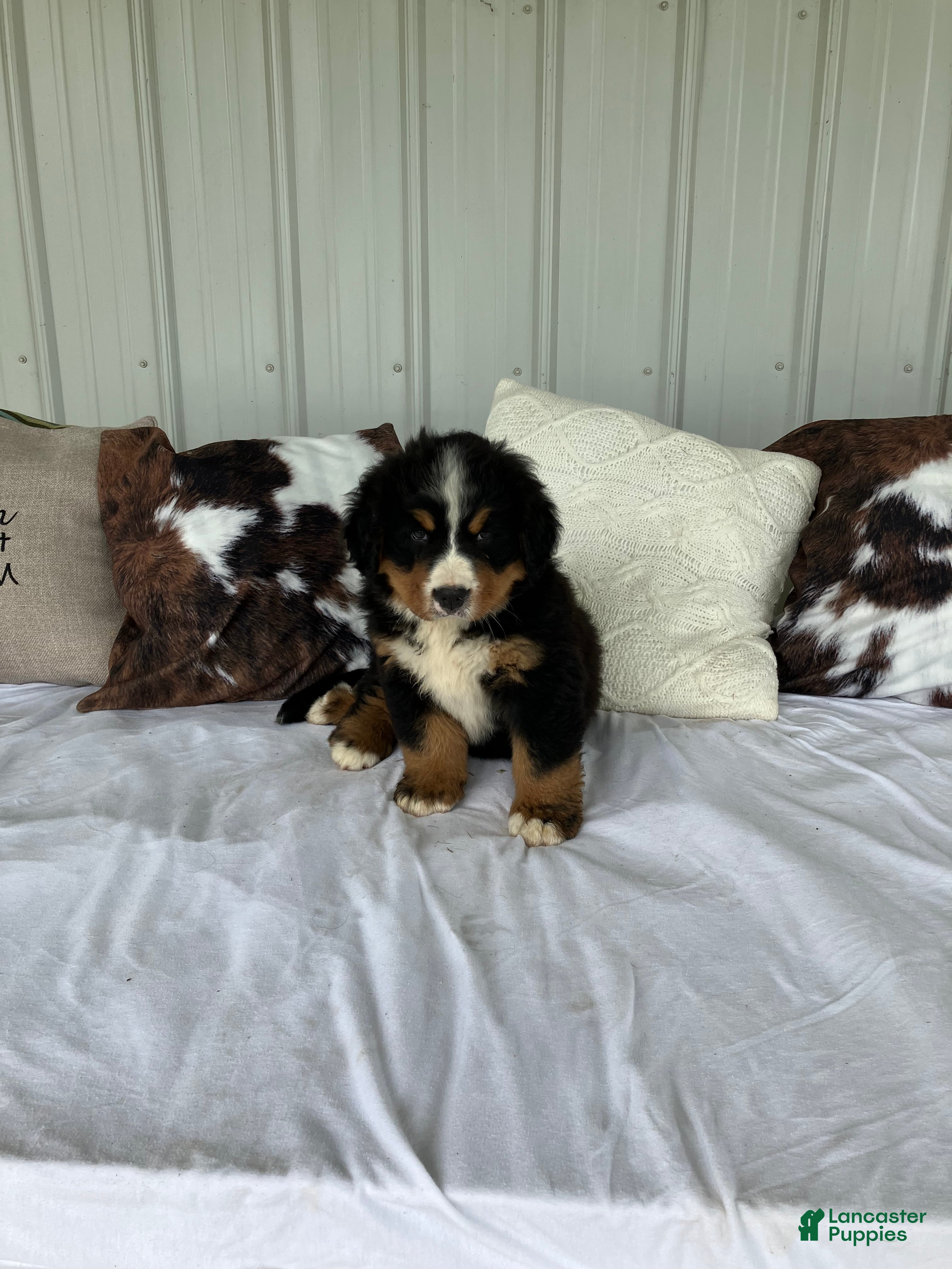 Bernese Mountain Dog dogs Blue collar- Bocephus - Ad 3