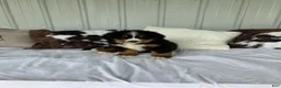 Bernese Mountain Dog dogs for sale: Blue collar- Bocephus - Ad 1