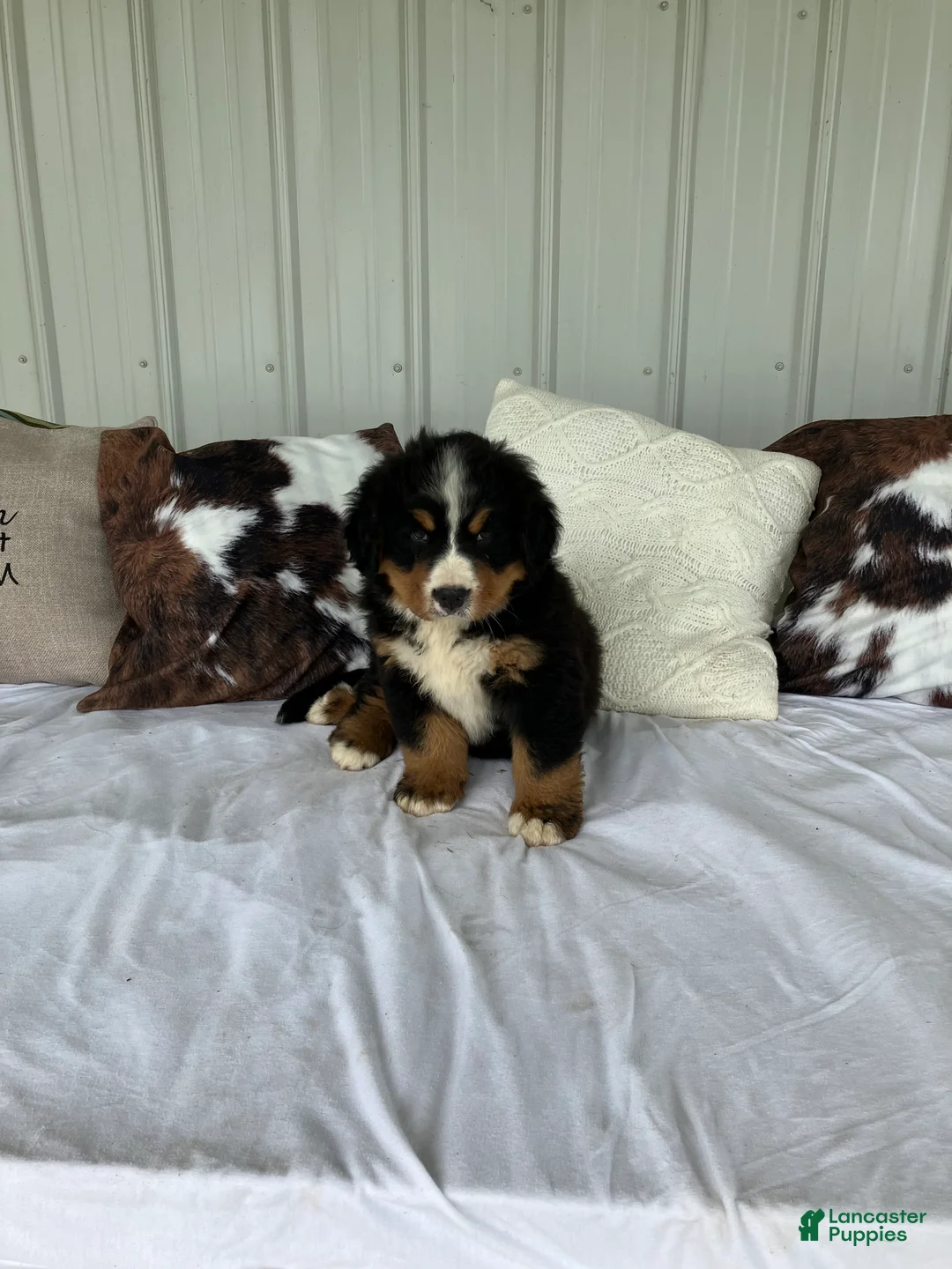Bernese Mountain Dog dogs for sale: Blue collar- Bocephus - Ad 1