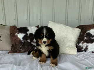 Bernese Mountain Dog dogs Blue collar- Bocephus - Ad 9