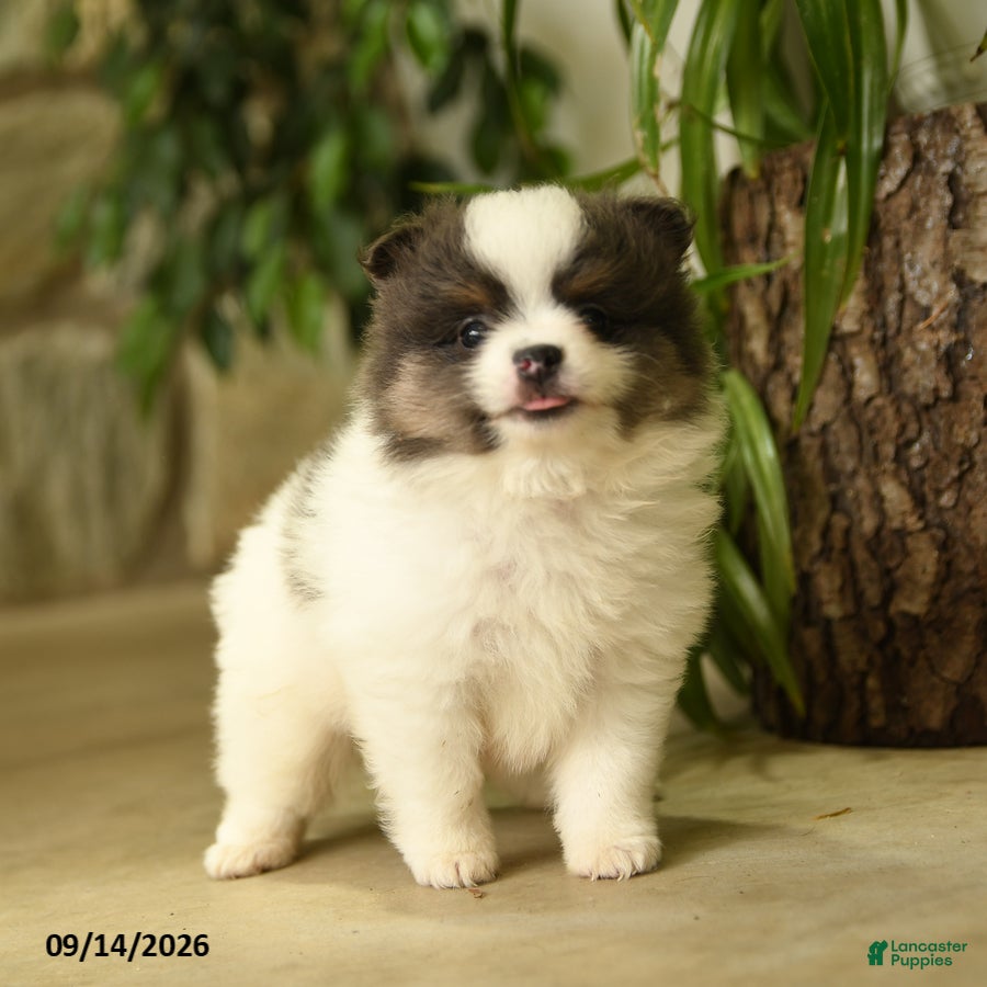 Pomeranian dogs Evangeline - Ad 2