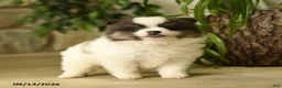 Pomeranian dogs for sale: Evangeline - Ad 2