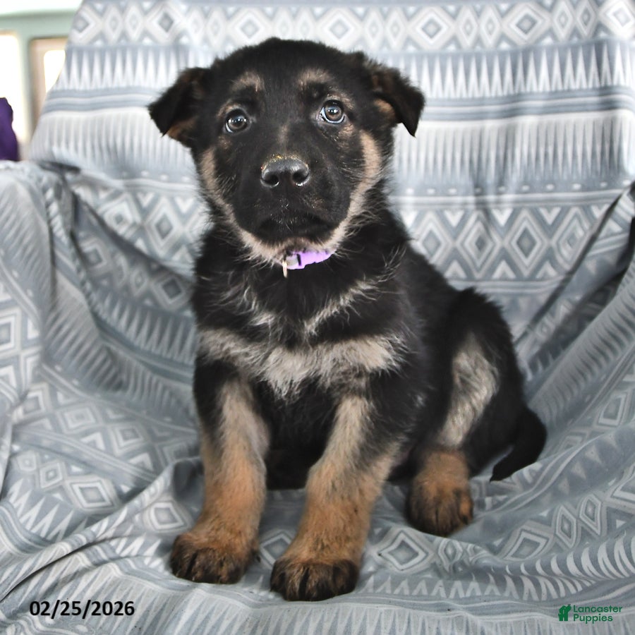 German Shepherd dogs Tobias - Ad 2