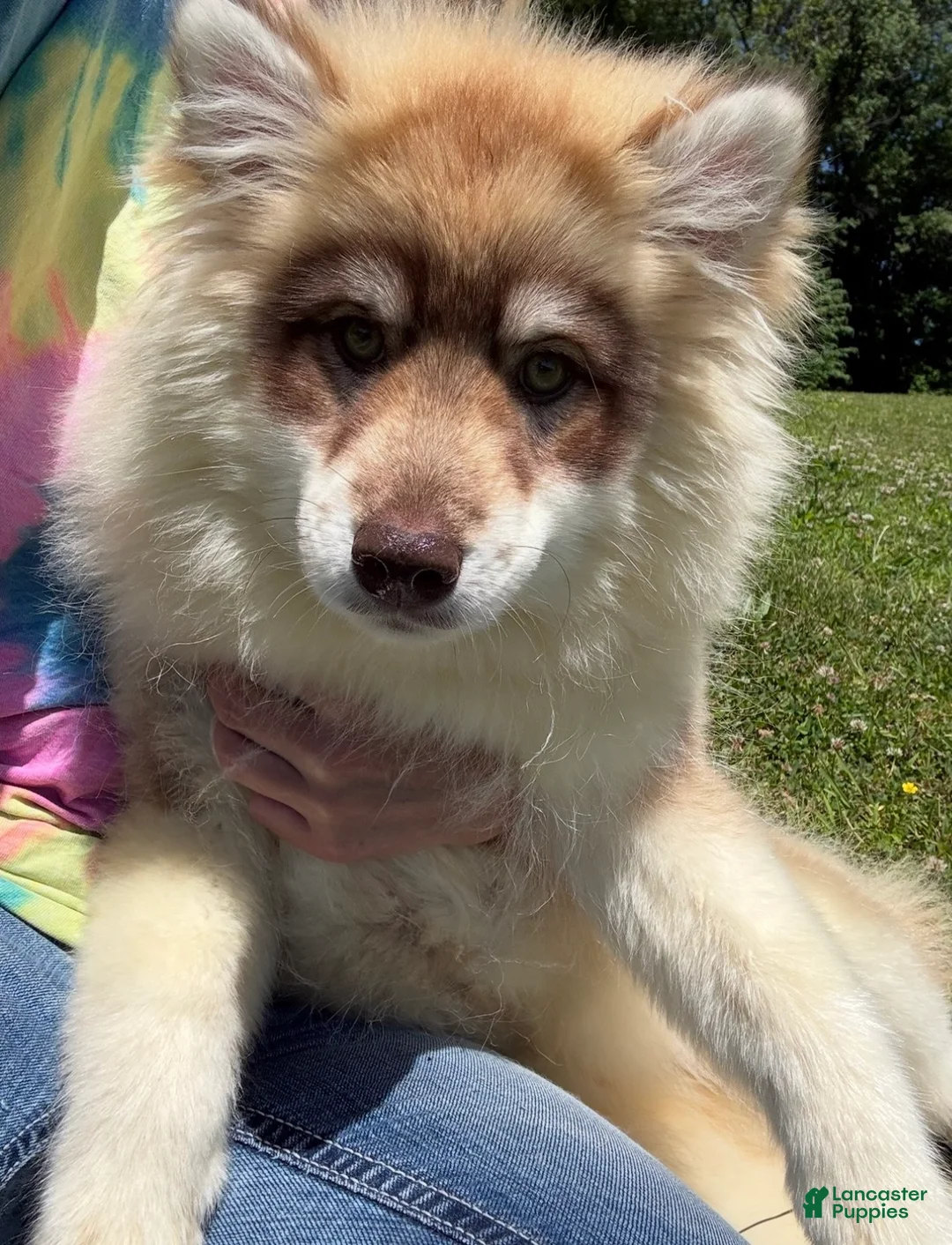 Pomsky dogs for sale: Josee  - Ad 1