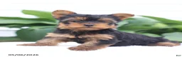 Yorkshire Terrier dogs for sale: Olivia - Ad 1