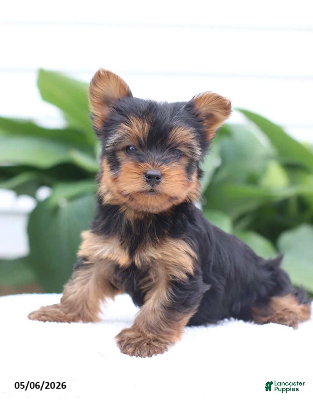 Yorkshire Terrier dogs for sale: Olivia - Ad 1