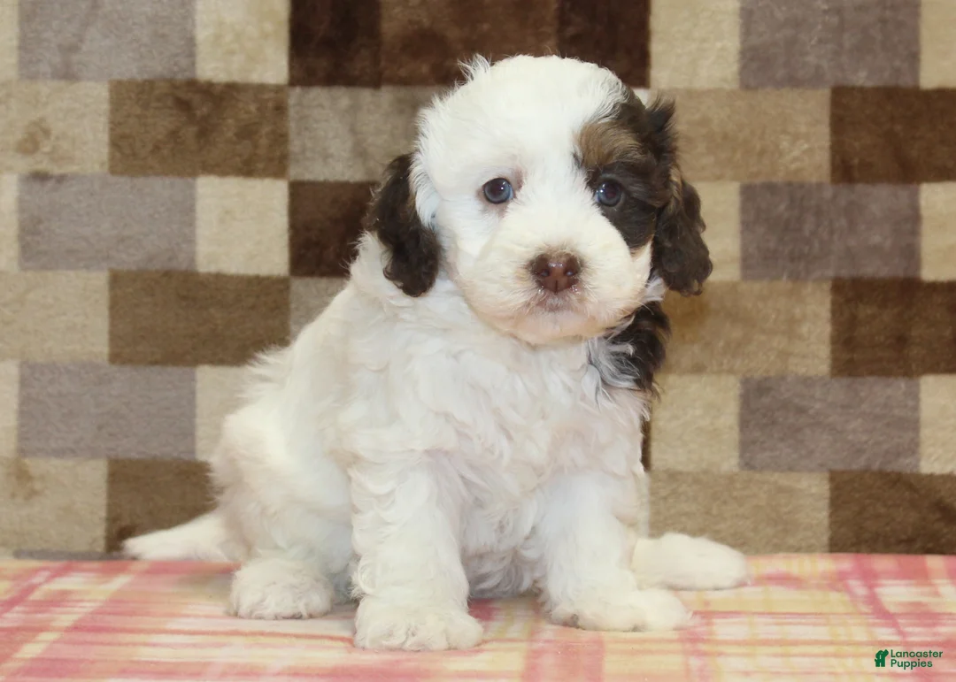 Mini Bernedoodle dogs for sale: Cupcake - Ad 3