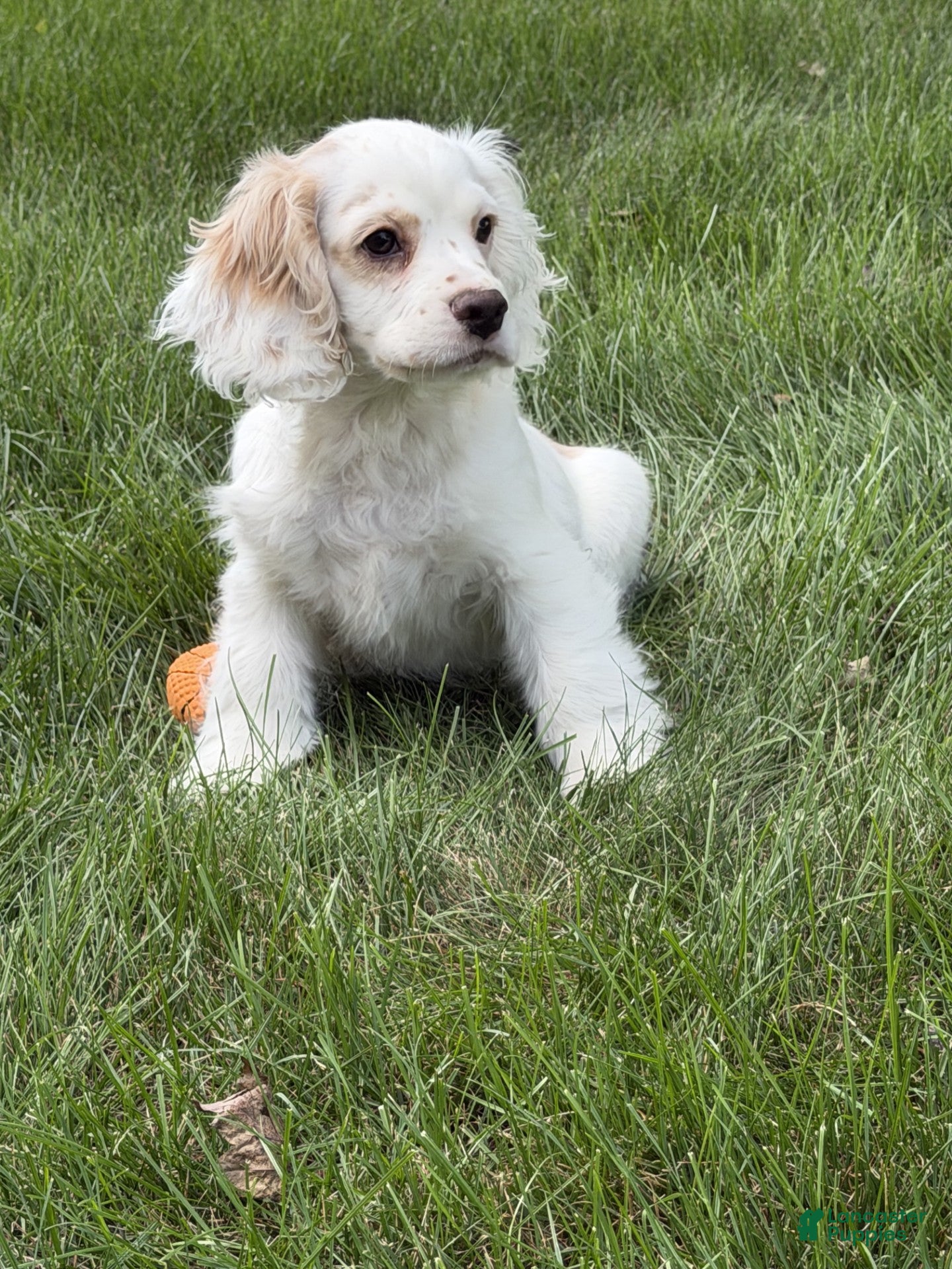 Cocker Spaniel dogs cj - Ad 1