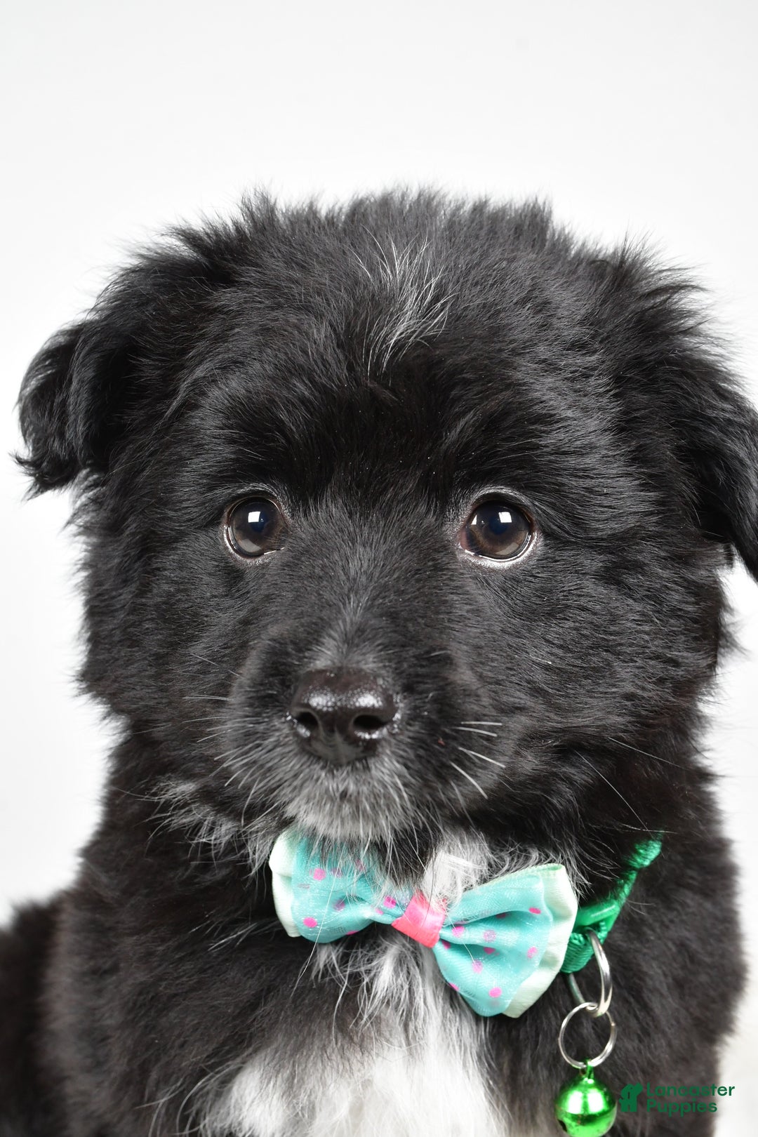 Mini Aussiedoodle dogs for sale: Wyatt  - Ad 4