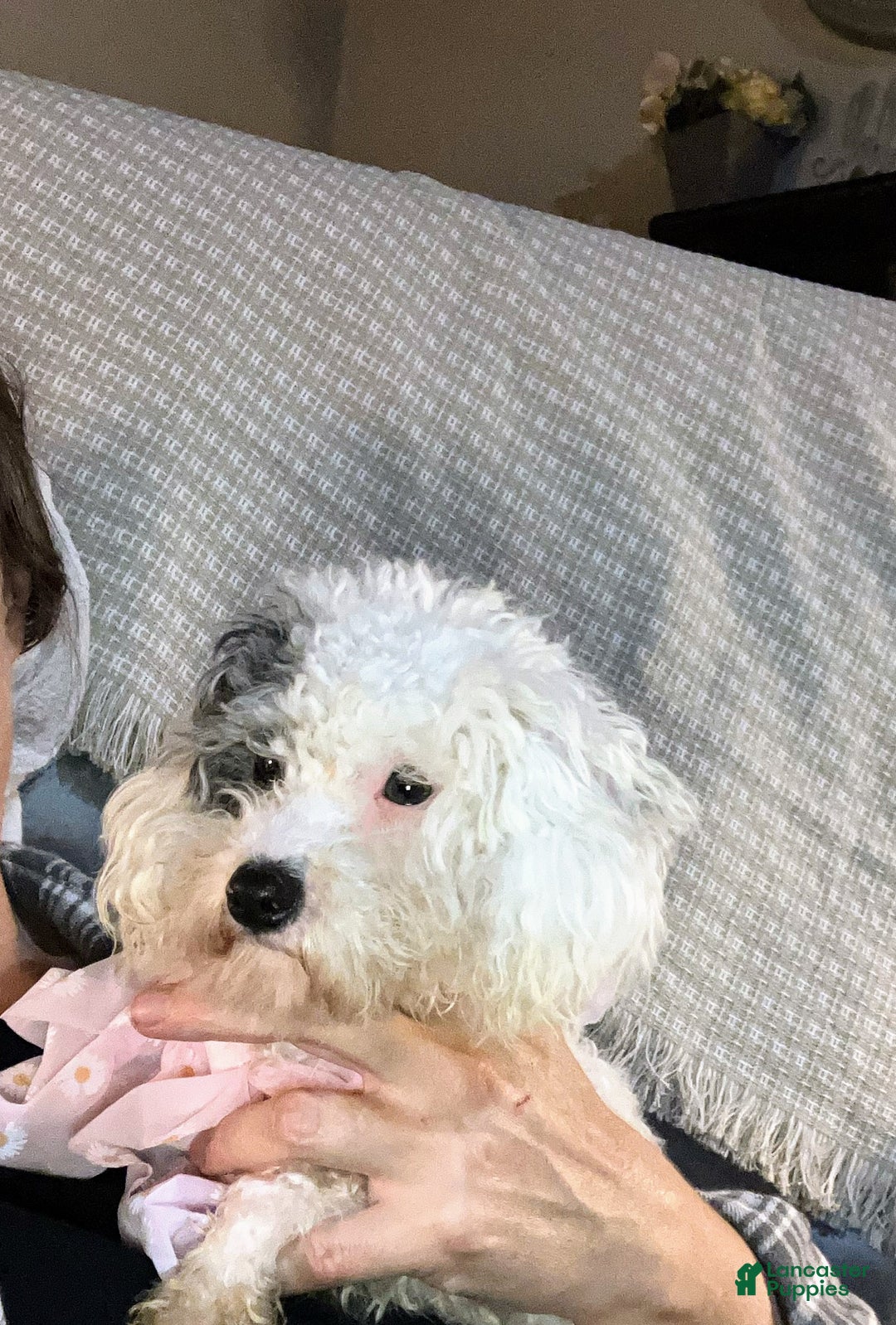 Toy Poodle dogs for sale: Toy Poodle Puppy 1 - Ad 14