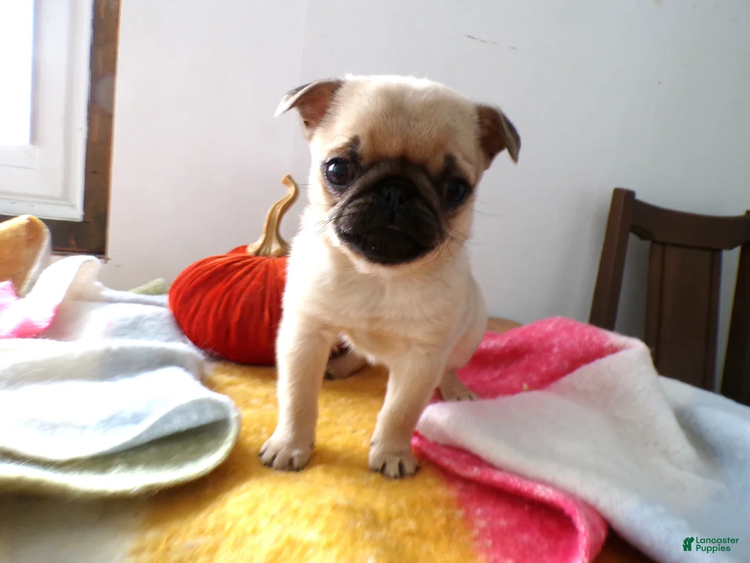 Pug dogs for sale: Pug Puppy 2 Tootsie - Ad 2