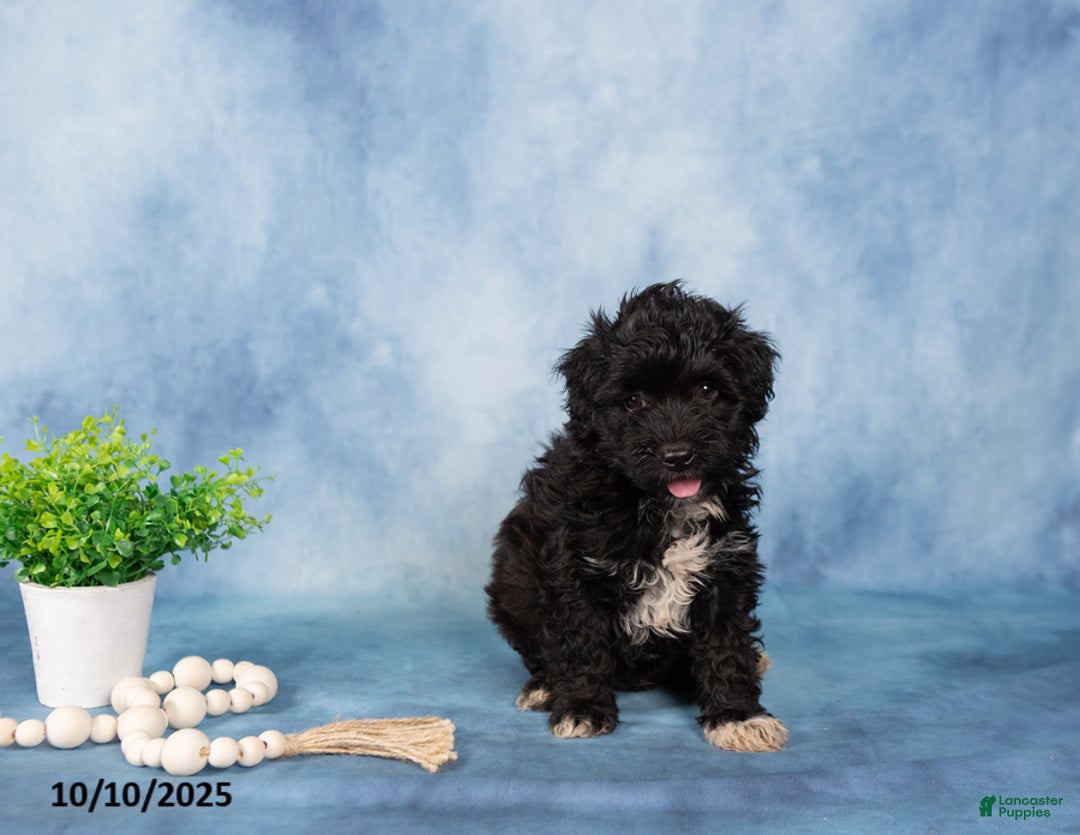 Mixed Breed dogs for sale: Malachi - Ad 3