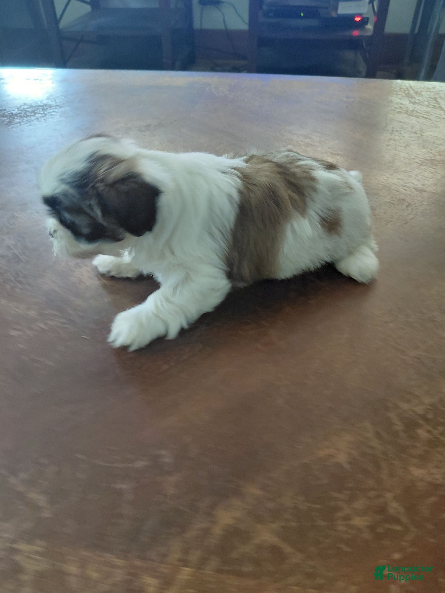 Shih Tzu dogs for sale: Shih Tzu 3 - Ad 2