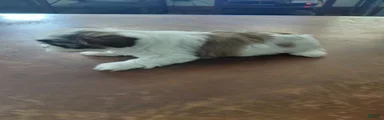 Shih Tzu 3