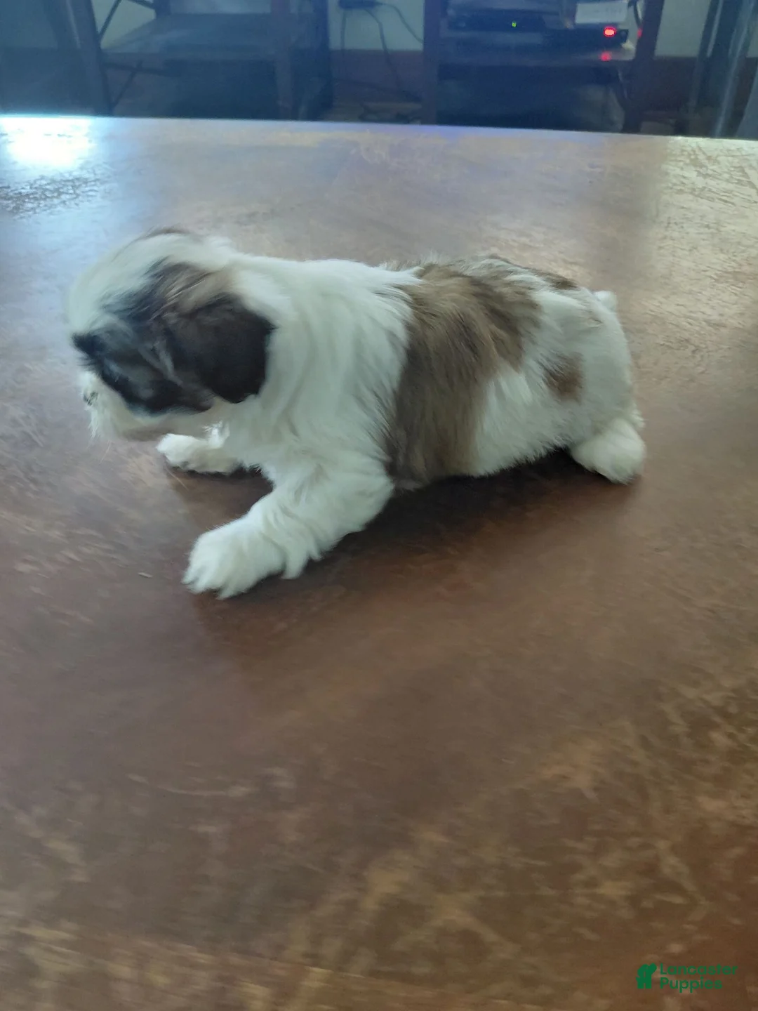 Shih Tzu dogs for sale: Shih Tzu 3 - Ad 1