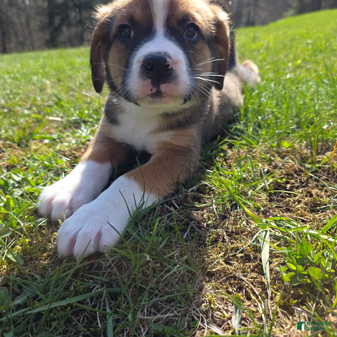 Mixed Breed dogs for sale: Mixed Breed Puppy 1 - Ad 2