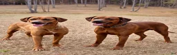 Rhodesian Ridgeback dogs for sale: Rhodesian Ridgeback Puppy 4 - Ad 4