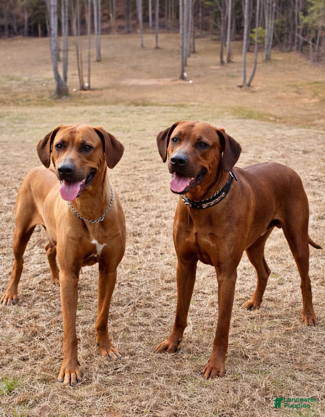 Rhodesian Ridgeback dogs for sale: Rhodesian Ridgeback Puppy 4 - Ad 4