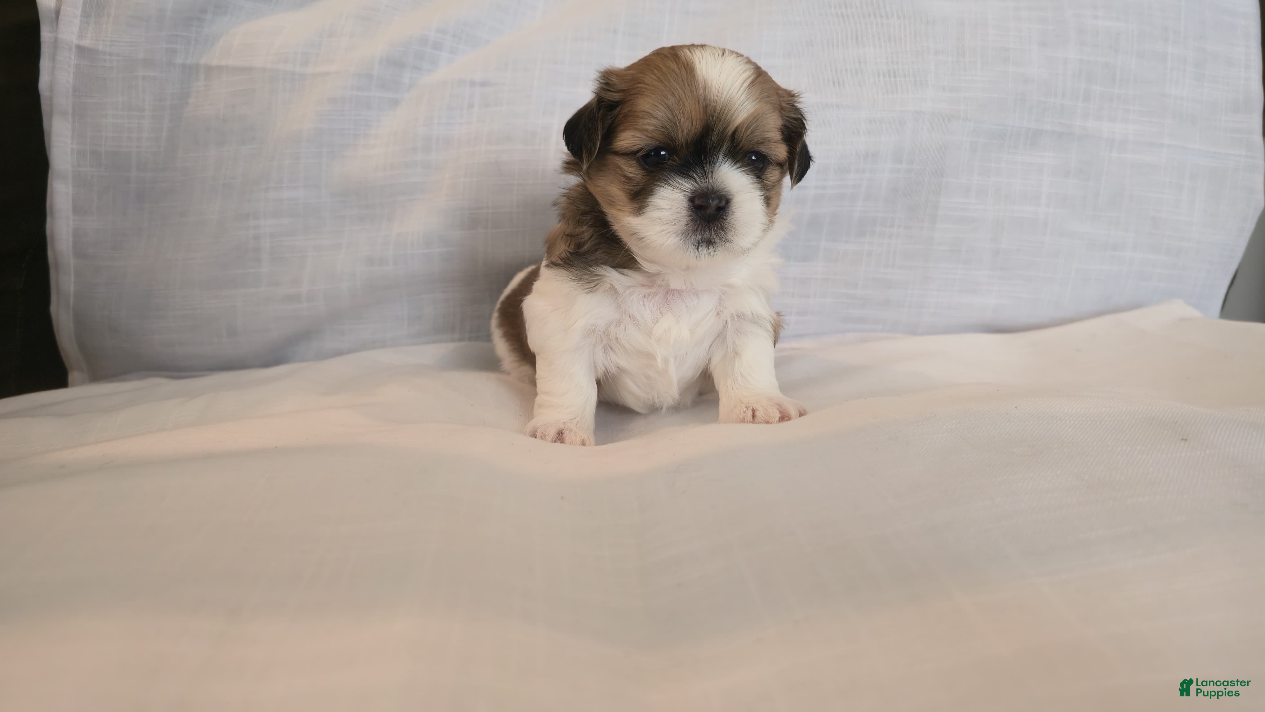 Shih Tzu dogs Twix  - Ad 2