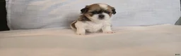 Shih Tzu dogs for sale: Twix  - Ad 2