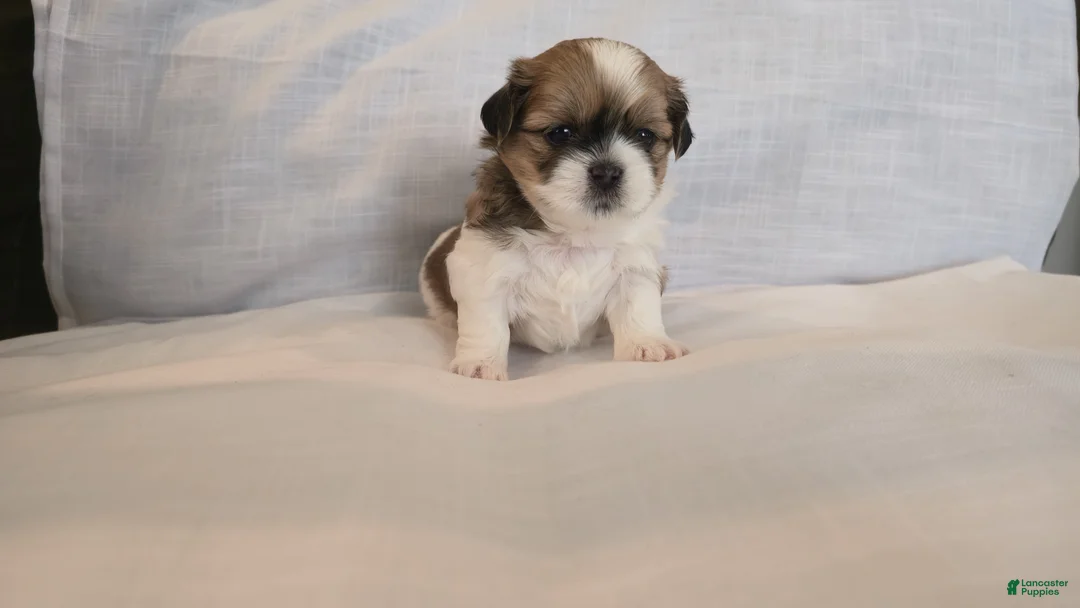 Shih Tzu dogs for sale: Twix  - Ad 2