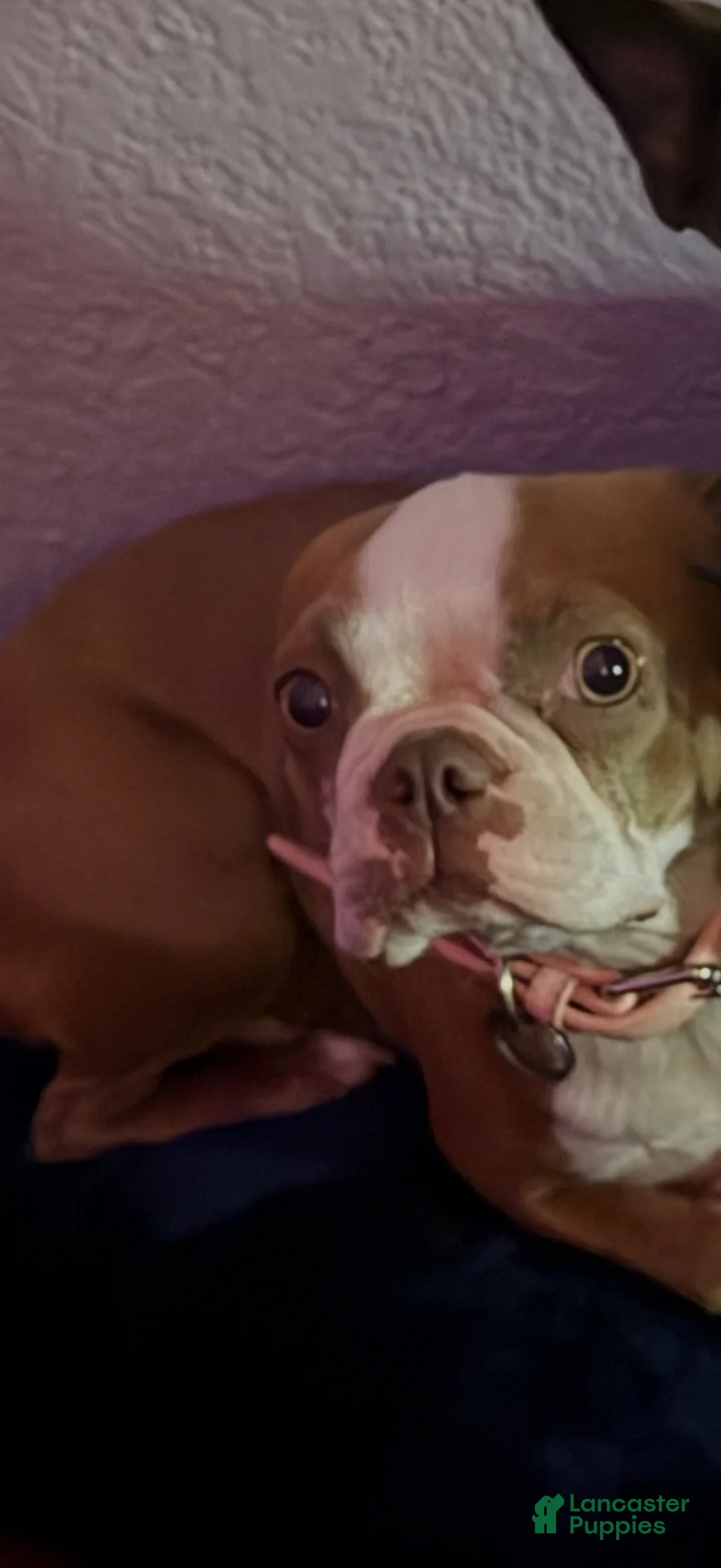 Boston Terrier dogs for sale: Gambit - Ad 6