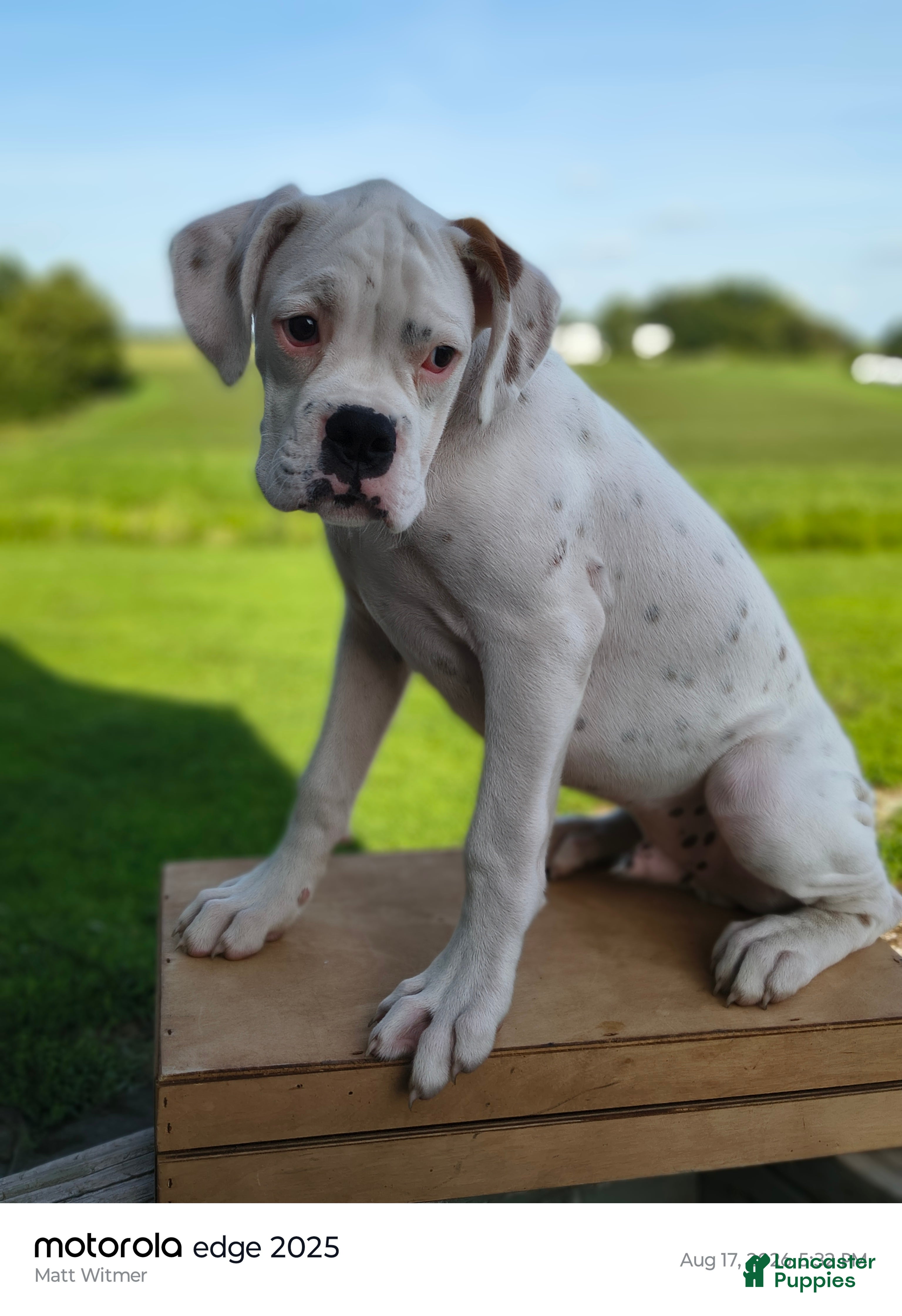 Boxer dogs Chives - Ad 1