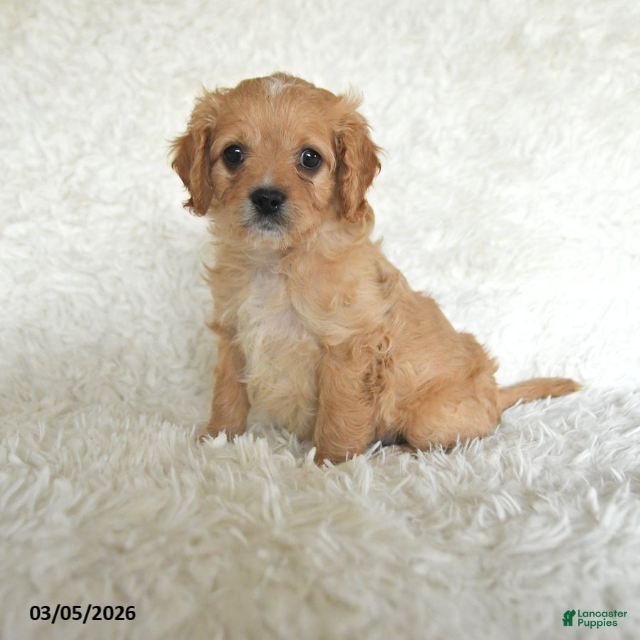 Cavapoo dogs Maggie - Ad 1