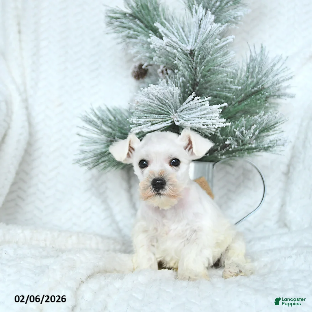 Miniature Schnauzer dogs for sale: Max - Ad 4