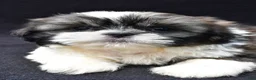 Shih Tzu dogs for sale: Atlas - Ad 4