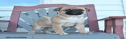 Mixed Breed dogs for sale: Skipper - Ad 3