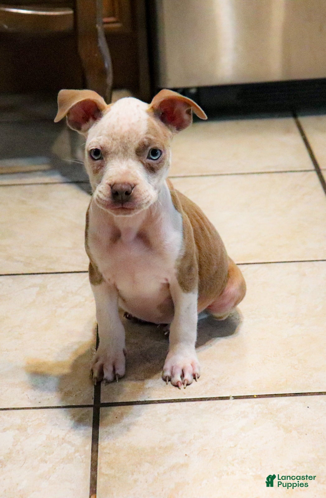 American Bully dogs Lumiya - Ad 28