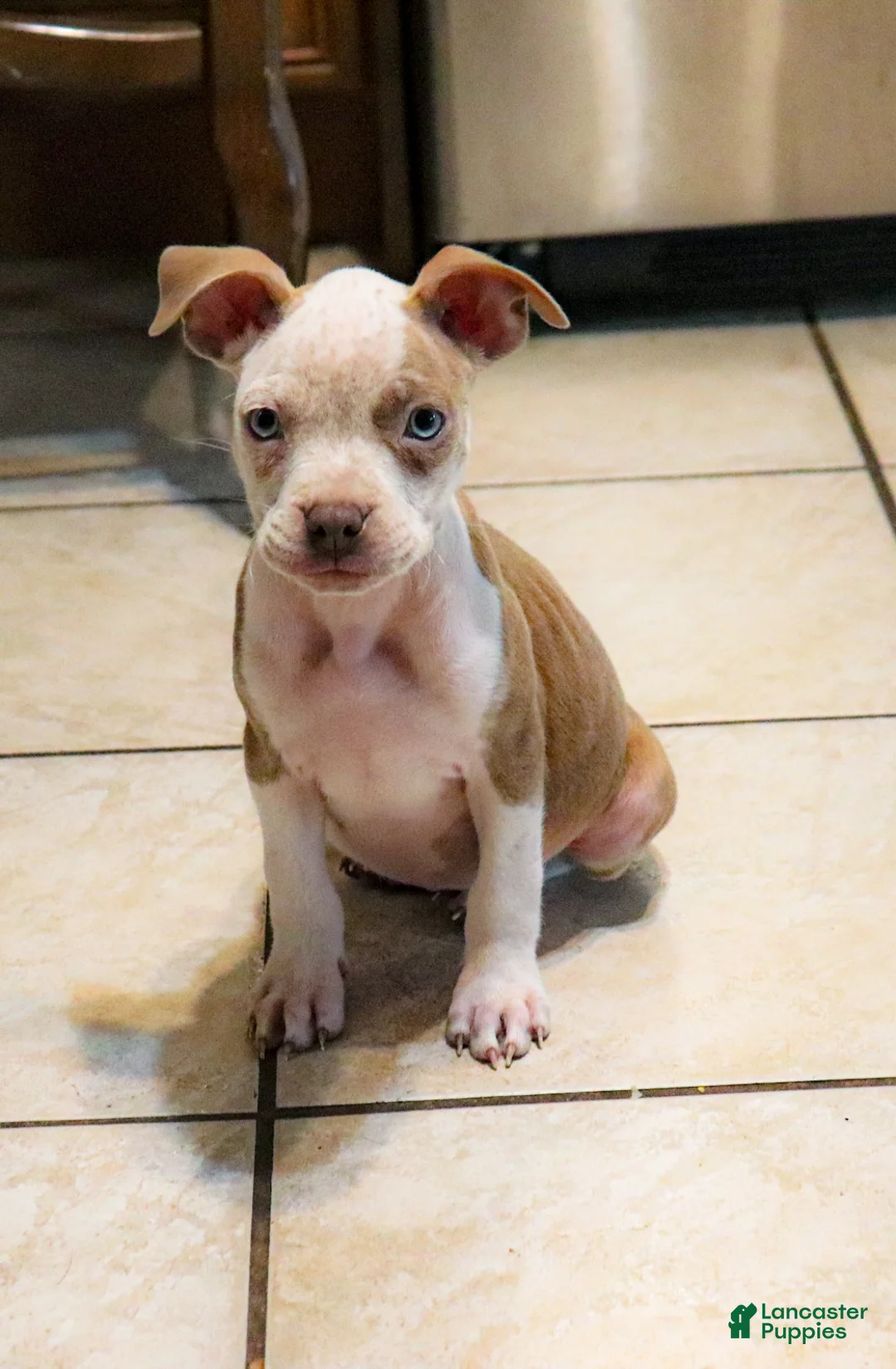 American Bully dogs for sale: Lumiya - Ad 1
