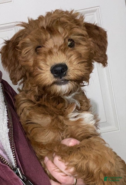 Mini Goldendoodle dogs Lexi - Ad 14