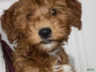 Mini Goldendoodle dogs Lexi - Ad 42