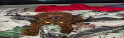 Toy Poodle dogs for sale: MeiMei 3lb full grown  - Ad 1