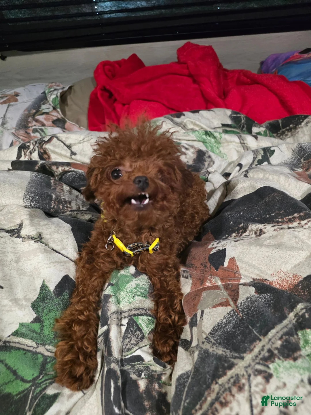 Toy Poodle dogs for sale: MeiMei 3lb full grown  - Ad 1