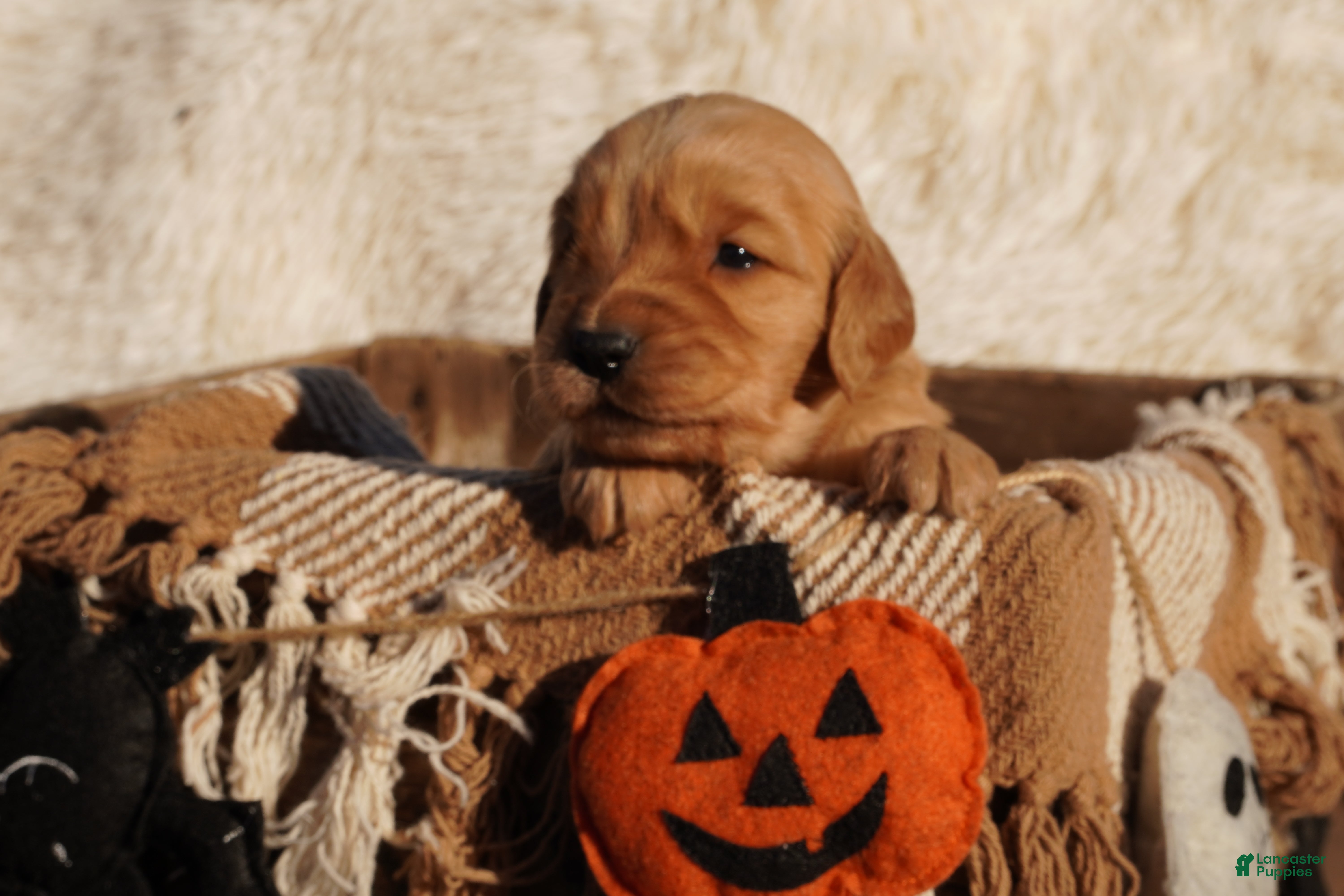 Golden Retriever dogs Liz - AKC, Genetically Clear - Ad 2