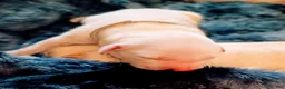 Golden Retriever dogs for sale: Grey Boy - Ad 1