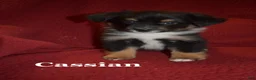 Miniature Australian Shepherd dogs for sale: Male #2 - Cassian - Ad 6