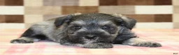 Miniature Schnauzer dogs for sale: Leo - Ad 3