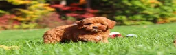 Cockapoo dogs for sale: Willow - Ad 3
