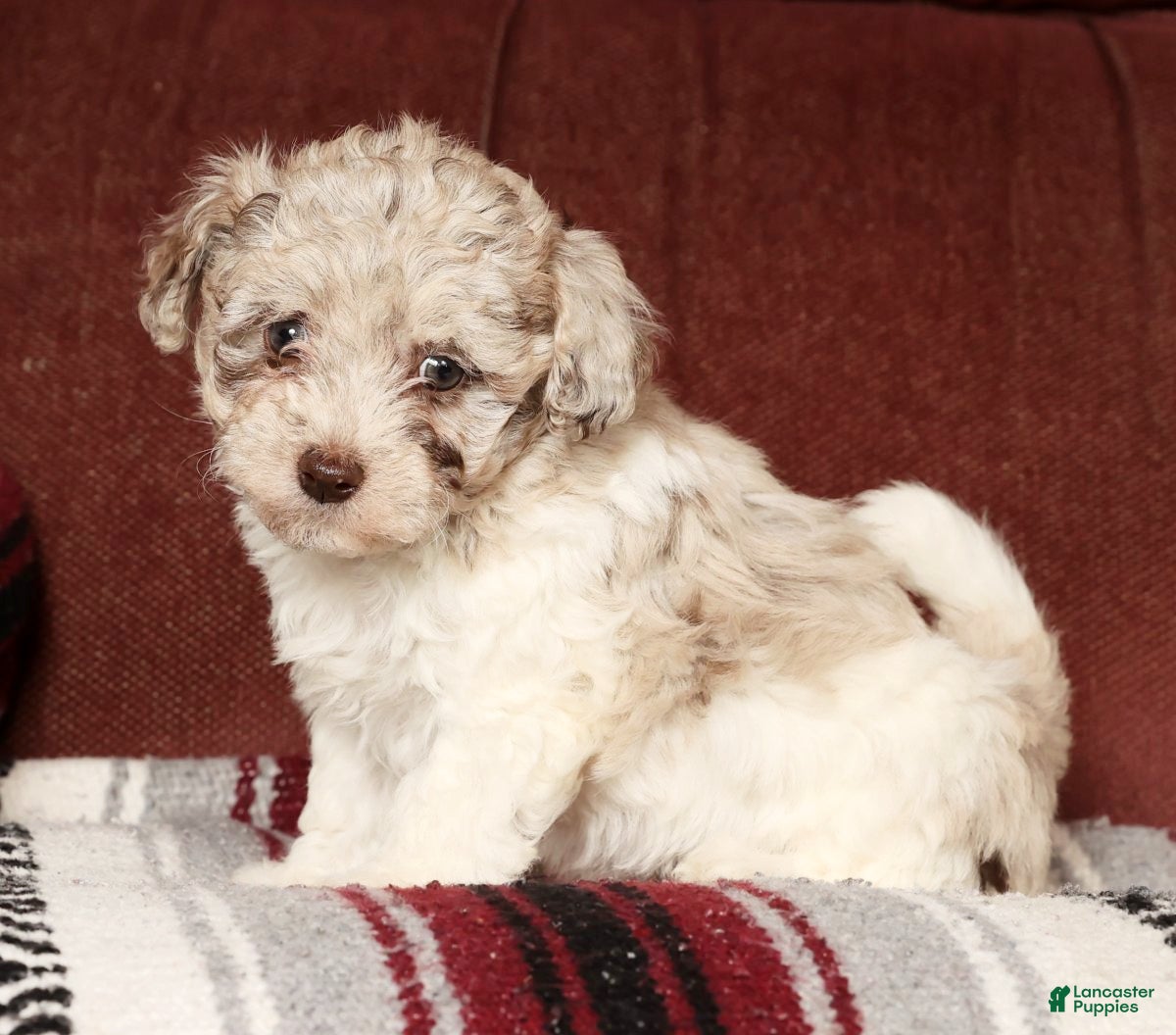 Havapoo dogs Bella - Ad 10