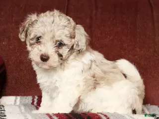 Havapoo dogs Bella - Ad 10