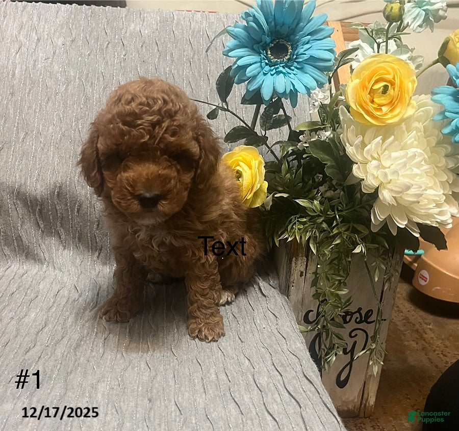 Miniature Poodle dogs Lana - Ad 17