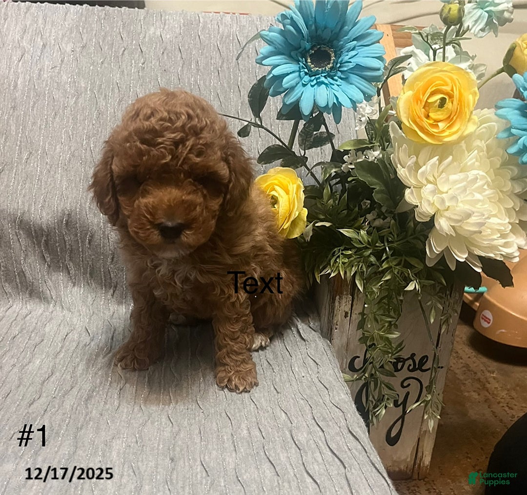Miniature Poodle dogs for sale: Lana - Ad 1