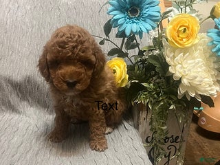 Miniature Poodle dogs Lana - Ad 17